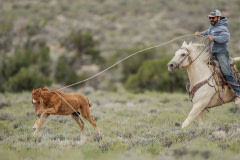 A federal official ropes a wild mustang foal at the Triple B Complex in Nevada after the foal evaded the helicopter roundup which captured his family moments earlier. USA, 2022. WilsonAxpe Photography / We Animals Media