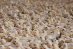 2 and 7 day old broiler chicks. Mexico, 2018. Jo-Anne McArthur / Animal Equality / We Animals Media