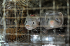 Silver mink in filthy cages at a fur farm. Canada, 2014. Jo-Anne McArthur / #MakeFurHistory / We Animals Media