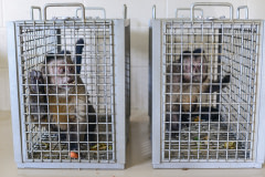 Two capuchins await veterinary treatment in the medical clinic. USA, 2014. Jo-Anne McArthur / NEAVS / We Animals Media