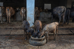 Three tethered calves on a family-owned dairy farm eat silage from a communal bowl.