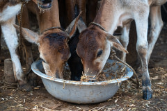 Domestic cattle calves on a family-owned dairy farm eat silage from a communal bowl.