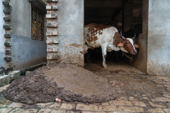 A cow on a family-owned dairy farm stands tethered next to a large heap of cattle waste piled outside a cow shed entrance.