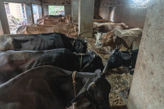 Cows eat and stand tethered inside a dark, dirty, crowded cow shed on a family-owned dairy farm.