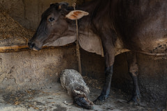 A mother cow stands over a "Khal bacha," or dummy calf, on a small dairy farm.