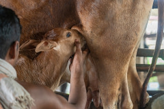 A calf on a dairy farm suckles milk from her mother under the supervision of a farm employee.