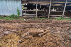 A dead calf lies in a muddy field adjacent to a dairy farm shed housing cows and calves.