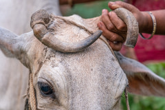 A cow on a dairy farm with a curled and overgrown horn.
