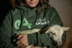 An activist from Italian animal rights group Essere Animali holds a lamb rescued from a farm days before Easter. Italy, 2015. Stefano Belacchi / Essere Animali / We Animals Media
