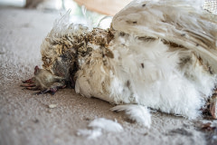 The dead body of an egg-laying hen lies on the floor of an Indian egg production farm. During the summer, as the temperature routinely surpasses 40°C, hen deaths due to heat exhaustion are routine. Though the deaths increase a farm's mortality rate, it has little impact on these mid-size farms that contain 8,000 to 15,000 adult egg-laying hens.