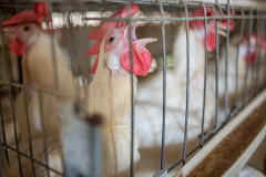 A hen stands with a gaping open mouth inside a battery cage as she pants in the summer heat on an Indian egg-production farm. Like all birds, hens do not sweat and must pant to cool down, and their open mouths are their natural response to feeling too warm. During the summer, the outside temperatures here routinely surpass 40°C.