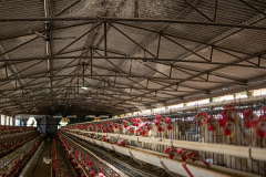 As the outside temperature surpasses 40°C, hot afternoon sunshine spills through a section of broken roof, directly spotlighting a group of egg-laying hens confined inside battery cages.