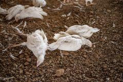 Chicks lie flat on the dirt floor of a shed on an Indian egg production farm, attempting to cool themselves in the hot summer weather. Soon after birth, the ends of the chicks' beaks had been clipped and blunted so that when, as adults, they are housed in battery cages, they do not injure each other inside the cramped confines of the cages.