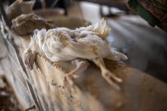 Inside a shed containing live chicks on an Indian egg production farm, the body of a dead chick lies on a ledge with several others. During the summer, temperatures here frequently surpass 40°C, and three to four chicks die from heat exhaustion daily.