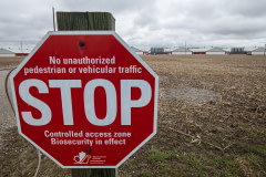 A biosecurity sign announces that no pedestrians or vehicles should enter a large chicken farm while the highly pathogenic avian flu virus H5N1 is in the area.  Canada, 2022. Jo-Anne McArthur / We Animals Media