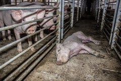 A dead pig lays in the aisle between rows of pig enclosures at an industrial pig farm. Chile, 2012. Gabriela Penela / We Animals Media