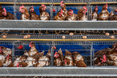 Sixty-week-old hens live crowded together inside stacked rows of battery cages on an industrial egg production farm. Sub-Saharan Africa, 2022. Jo-Anne McArthur / Sibanye Trust / We Animals Media
