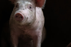 A young pig gazes into the camera from inside a dark, dirty open-air concrete pen on a large industrial farm. Sub-Saharan Africa, 2022. Jo-Anne McArthur / Sibanye Trust / We Animals Media