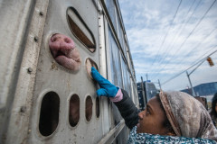 At a Burlington Pig Save vigil, activists bear witness to pigs arriving at Fearman's slaughterhouse.