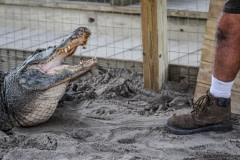 An alligator is kept in small quarters and on display for tourists. Florida, USA, 2011.