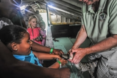 During a tour children have the opportunity to tape shut an alligator's face. Louisiana, USA, 2010.