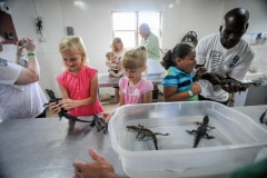 At the end of a tour, children can handle newborn alligators. Louisiana, USA, 2010.
