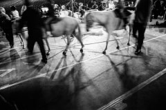 Pony rides at the Royal Agricultural Winter Fair. Toronto, Canada, 2005.