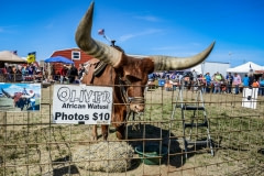 Oliver the African watusi on display at the Sweetwater Rattlesnake Roundup. Texas, USA, 2015.