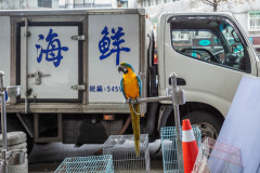 Bird alley. Taiwan, 2019.