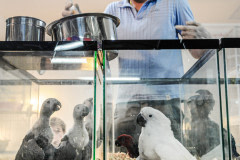 Exotic birds for sale at Chatuchak market.