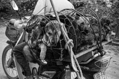 Dogs being transported to slaughter.