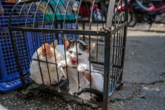 Kittens for sale at a street market. Vietnam, 2008.