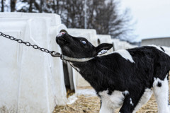 A calf straining against a chain from his veal crate. Canada, 2014.