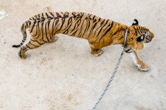 A chained tiger paces in the tourist grounds at Tiger Temple.