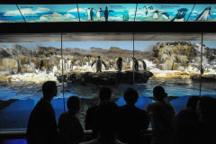 King penguins on display at Sea World. USA, 2011.