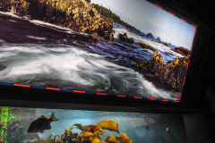 Fish on display at the Vancouver Aquarium.