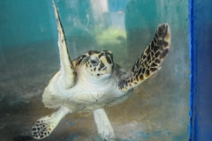 Turtle in an aquarium. Cuba, 2008.