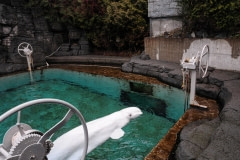 A beluga whale in a weigh tank. Canada, 2008.