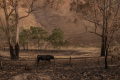 A bull walking on scorched land in the Buchan area.