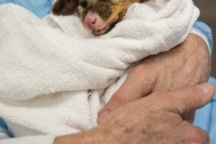 An injured possum in the arms of Dr. Howard Ralph of Southern Cross Wildlife Care. The possum received expert treatment for severe burns to his tail and paws and is recovering well.
