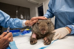 A sub-adult wombat is treated for a brain injury and various wounds at Southern Cross Wildlife Care. He was most likely hurt when fleeing the fires.