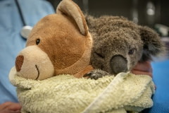 Koalas feel much more secure when they can hold on to something tightly. When koalas need to be examined at Southern Cross Wildlife Care, they give them a teddy bear to cling to. This koala was orphaned in the bushfires and is recovering from wounds.