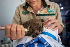 A ten-month-old koala receives care and treatment at an RSPCA triage site. She lost her mother in the forest fires and her back paws are scorched. She eats browse (leaves) but still breastfeeds so she is being given a milk supplement, and is on pain medications via an IV.