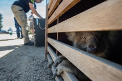 Injured koalas are transported to an RSPCA triage site in Bairnsdale, Victoria, where they will receive treatment for burns, smoke inhalation, and dehydration.