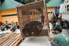 Miracle, a rescued moon bear, arriving at Tam Dao sanctuary. Vietnam, 2008.