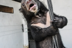 A rescued moon bear cub at Free the Bears. Cambodia, 2008.