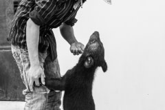 A rescued moon bear cub at Free the Bears. Cambodia, 2008.