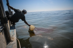 Fisherman and BP-hired boat driver Phuc Nguyen scoops up oil from the Gulf of Mexico near the Southwest passage of the Mississippi Delta. USA, 2010.
