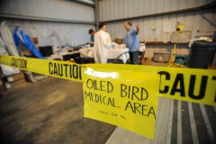 Tri-State bird rescue team assess an oiled Gannet. Venice, Louisiana, USA, 2010.