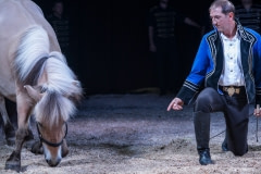 A horse made to bow during a circus performance. France, 2017.
